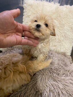 Šteniatka maltipoo na predaj, cavapoo toy pudel - 3