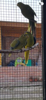 Neoféma ozdobná - 3