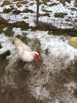 Predám káčerov - 3