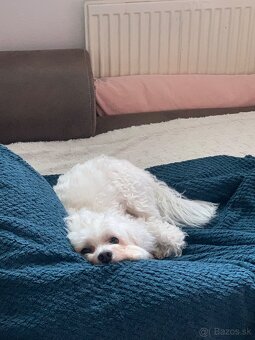 Maltezak hlada lasku (na krytie) - 3