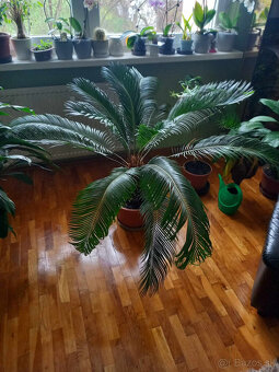 Predam palmu Cycas revoluta - 3