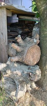 Darujem za odvoz drevo - 3