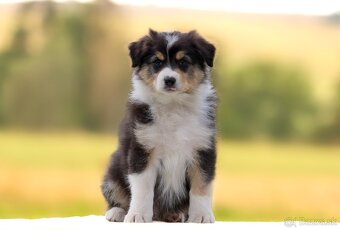 Austrálsky ovčiak s pp - 3