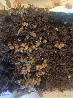 Darujem mláďatá Slimáka afrického - 3