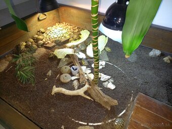 Testudo hermanni - 3