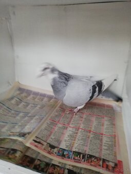 Predam PH HOLUBY - 3