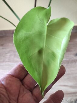 MONSTERA DELICIOSA - 3