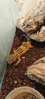 Predám terarium 50x50x40 aj s gekončikom nočným (samec) - 3