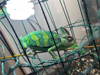 chameleony jemenské - 3