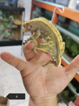 Pagekon - 3