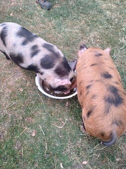 Kune Kune - 3