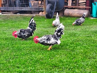 Liliputky kohútikovia - 3