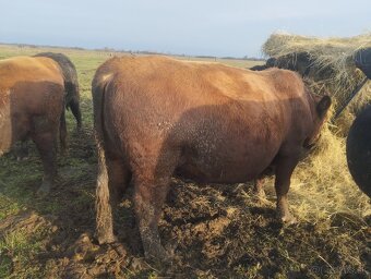 Plemenny byk angus - 3