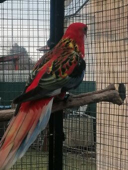 Rozela pestrá červená - 3