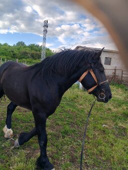 Predám Ťažného Žrebca - 3