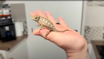 Chameleon Pardalis - samica Nosy Be - 3