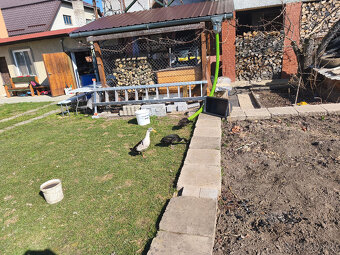 Kačacie vajíčka - Indický bežec - 3