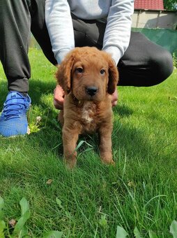 Mini goldendoodle - 3