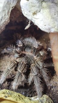🕷️Predam vtackara Lasiodora parahybana s terariom - 3