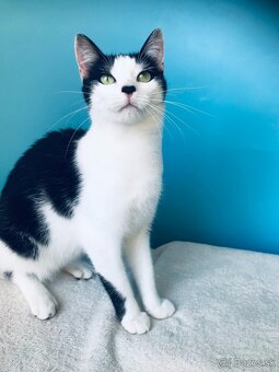 ALICKA SI HĽADÁ DOMOV VO VNÚTRI - 3