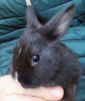 Zakrslý králik - 3