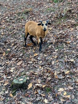 Kamerunské barany - 3