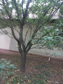 DARUJEM Slivky na drevo - 3