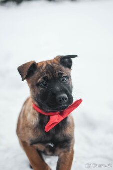 Šteniatka belgický ovčiak malinois s PP - 3