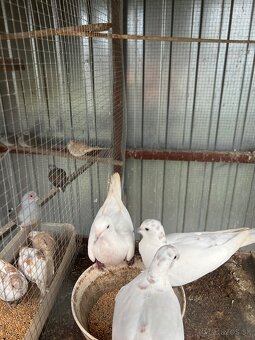 Diamantové holubky - 3