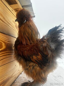 Kohút - Hodvábnička (Sillkie) - 3