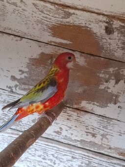 Rozela pestrá červená - 3