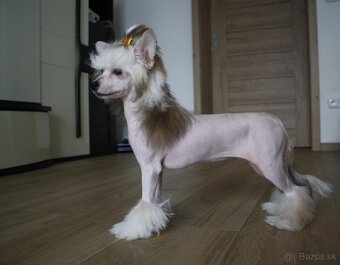 Čínský chocholatý pes s PP - 3