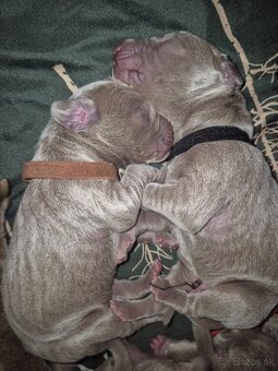 Šteniatka weimarského stavača s PP - 3