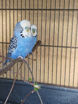 Predám polovystavne andulky - 3