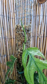 Epipremnum pinnatum marble - 3