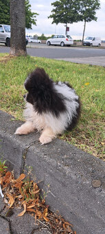 Rozkošné šteniatko pomeraniana hľadá nový domov - 3