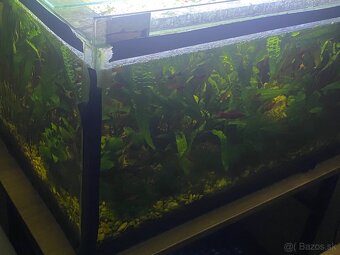 akvarium - 3