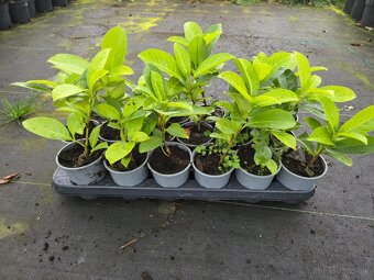 Laurel Novita wawrzyn PRUNUS 0.7l 20-30cm - 3