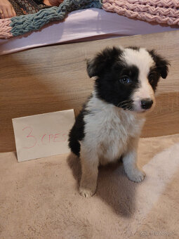 Šteňatá Border kólie - 3