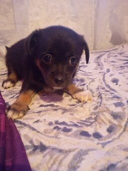 Ratlík /čivava - 3