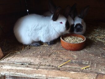 Kalifornský cierny - 3