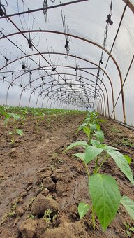 Fóliovník železná konštrukcia - 3