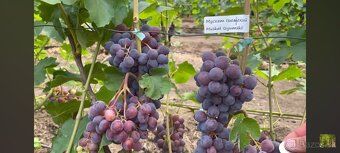 Predám sadenice viniča - 3