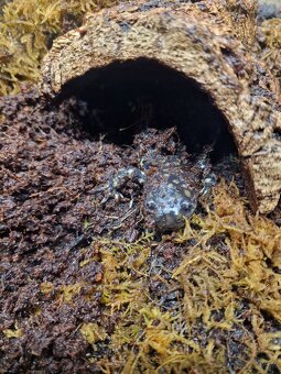 Salamandra - 3