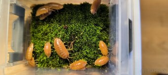 isopody porcellio laevis orange - 3