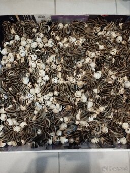 Násadové vajíčka - 3