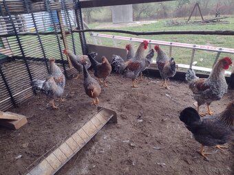 Kohut cream legbar, araucana predám - 3