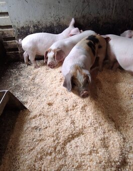 Odstavčata 20-25kg - 3