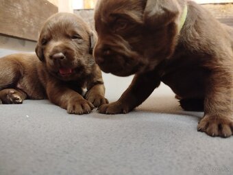 Čokoládový labrador - 3