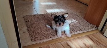 Yorkshire terier biewer - 3